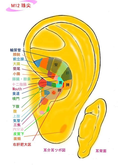 耳珠位置|耳ツボ図解